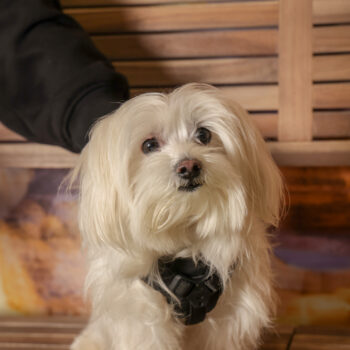 Concorso Fotografico - QuattroZampe in Fiera - Roma - Marzo 2026