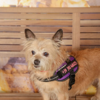 Concorso Fotografico - QuattroZampe in Fiera - Roma - Marzo 2026