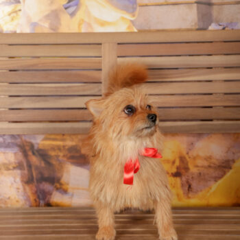 Concorso Fotografico - QuattroZampe in Fiera - Roma - Marzo 2026