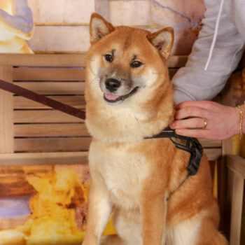 Concorso Fotografico - QuattroZampe in Fiera - Roma - Marzo 2026