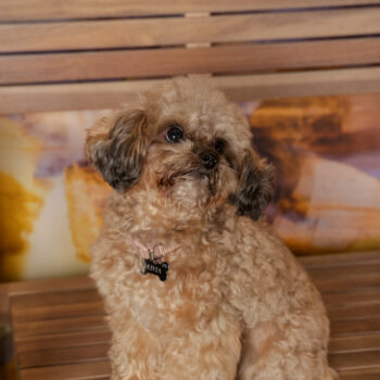 Concorso Fotografico - QuattroZampe in Fiera - Roma - Marzo 2026