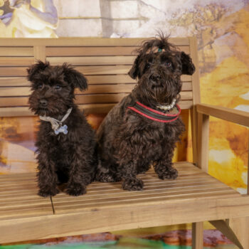 Concorso Fotografico - QuattroZampe in Fiera - Roma - Marzo 2026