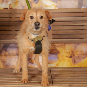 Concorso Fotografico - QuattroZampe in Fiera - Roma - Marzo 2026