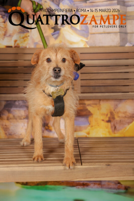 Concorso Fotografico - QuattroZampe in Fiera - Roma - Marzo 2026