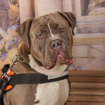 Concorso Fotografico - QuattroZampe in Fiera - Roma - Marzo 2026