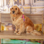 Concorso Fotografico - QuattroZampe in Fiera - Roma - Marzo 2026