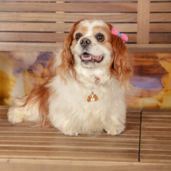 Concorso Fotografico - QuattroZampe in Fiera - Roma - Marzo 2026