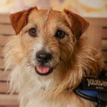 Concorso Fotografico - QuattroZampe in Fiera - Roma - Marzo 2026