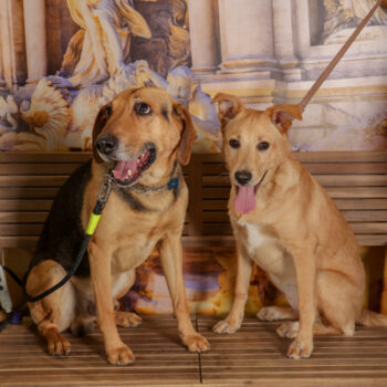 Concorso Fotografico - QuattroZampe in Fiera - Roma - Marzo 2026