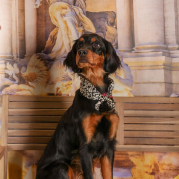 Concorso Fotografico - QuattroZampe in Fiera - Roma - Marzo 2026