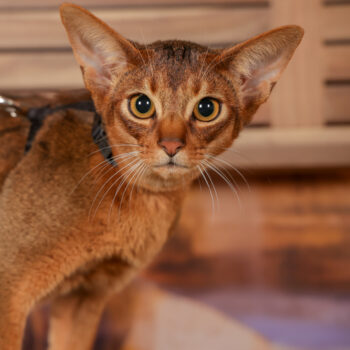 Concorso Fotografico - QuattroZampe in Fiera - Roma - Marzo 2026