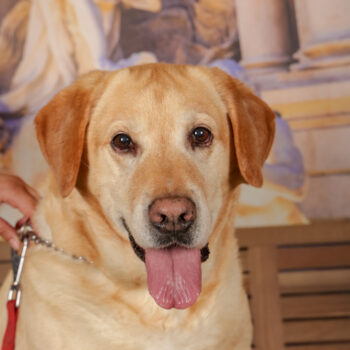 Concorso Fotografico - QuattroZampe in Fiera - Roma - Marzo 2026