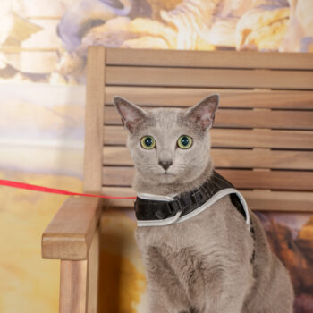 Concorso Fotografico - QuattroZampe in Fiera - Roma - Marzo 2026