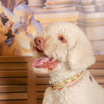 Concorso Fotografico - QuattroZampe in Fiera - Roma - Marzo 2026