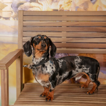 Concorso Fotografico - QuattroZampe in Fiera - Roma - Marzo 2026