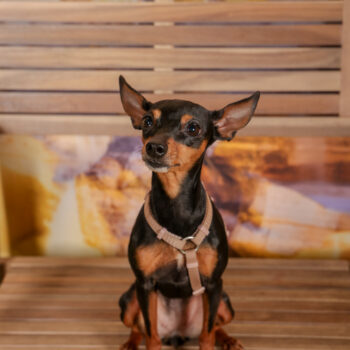 Concorso Fotografico - QuattroZampe in Fiera - Roma - Marzo 2026