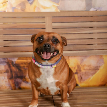 Concorso Fotografico - QuattroZampe in Fiera - Roma - Marzo 2026