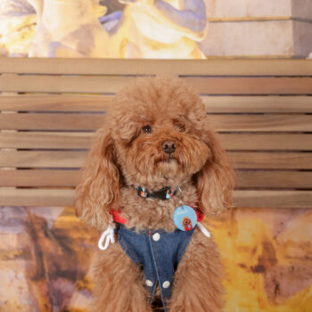 Concorso Fotografico - QuattroZampe in Fiera - Roma - Marzo 2026