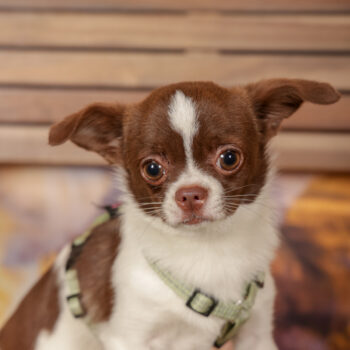 Concorso Fotografico - QuattroZampe in Fiera - Roma - Marzo 2026