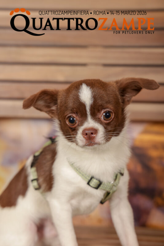 Concorso Fotografico - QuattroZampe in Fiera - Roma - Marzo 2026