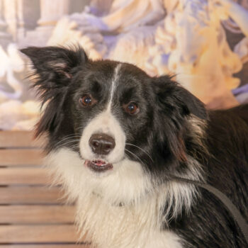 Concorso Fotografico - QuattroZampe in Fiera - Roma - Marzo 2026