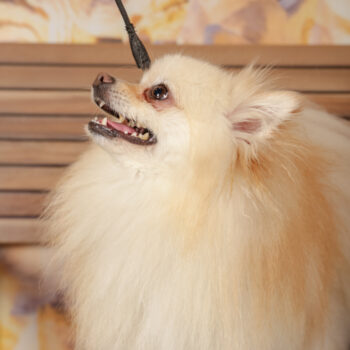 Concorso Fotografico - QuattroZampe in Fiera - Roma - Marzo 2026