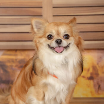 Concorso Fotografico - QuattroZampe in Fiera - Roma - Marzo 2026