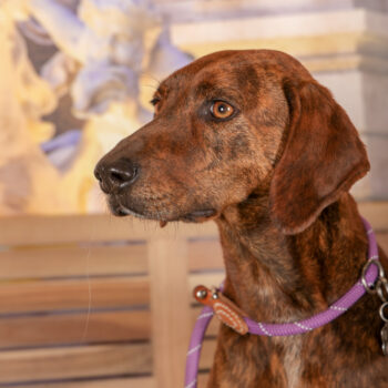 Concorso Fotografico - QuattroZampe in Fiera - Roma - Marzo 2026