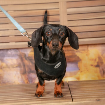 Concorso Fotografico - QuattroZampe in Fiera - Roma - Marzo 2026