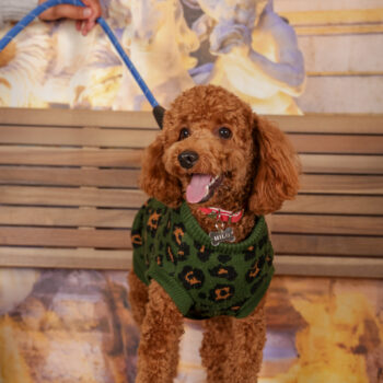 Concorso Fotografico - QuattroZampe in Fiera - Roma - Marzo 2026