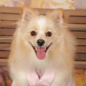 Concorso Fotografico - QuattroZampe in Fiera - Roma - Marzo 2026