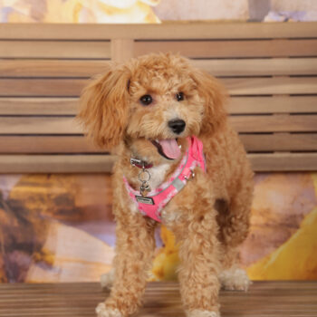 Concorso Fotografico - QuattroZampe in Fiera - Roma - Marzo 2026