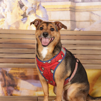 Concorso Fotografico - QuattroZampe in Fiera - Roma - Marzo 2026