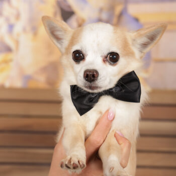 Concorso Fotografico - QuattroZampe in Fiera - Roma - Marzo 2026