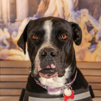 Concorso Fotografico - QuattroZampe in Fiera - Roma - Marzo 2026