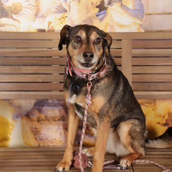 Concorso Fotografico - QuattroZampe in Fiera - Roma - Marzo 2026