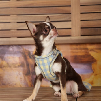 Concorso Fotografico - QuattroZampe in Fiera - Roma - Marzo 2026