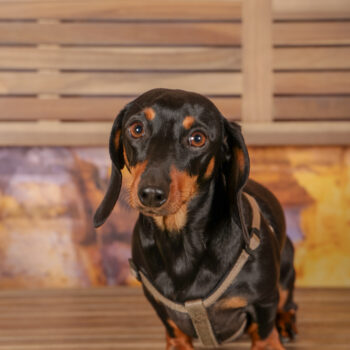 Concorso Fotografico - QuattroZampe in Fiera - Roma - Marzo 2026