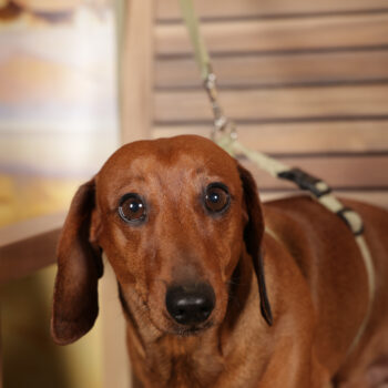 Concorso Fotografico - QuattroZampe in Fiera - Roma - Marzo 2026