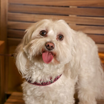 Concorso Fotografico - QuattroZampe in Fiera - Roma - Marzo 2026