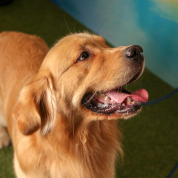 Concorso Fotografico - QuattroZampe in Fiera - Roma - Marzo 2026