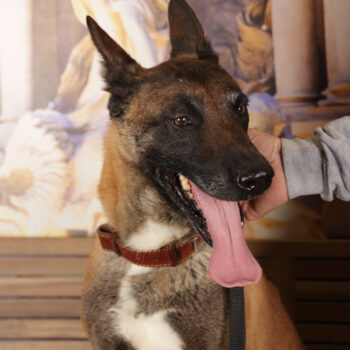 Concorso Fotografico - QuattroZampe in Fiera - Roma - Marzo 2026