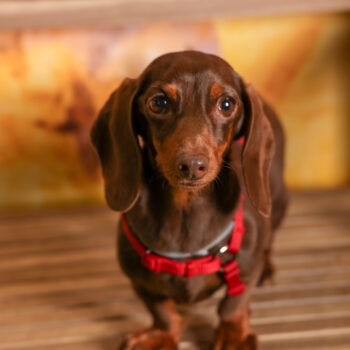 Concorso Fotografico - QuattroZampe in Fiera - Roma - Marzo 2026