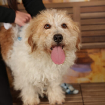 Concorso Fotografico - QuattroZampe in Fiera - Roma - Marzo 2026