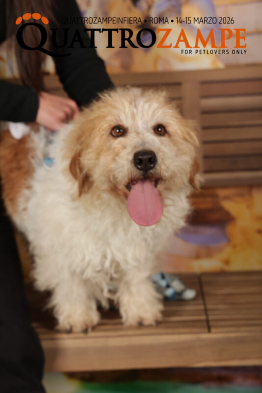 Concorso Fotografico - QuattroZampe in Fiera - Roma - Marzo 2026