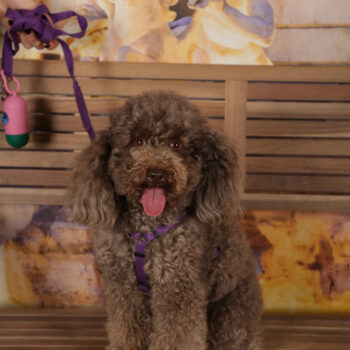 Concorso Fotografico - QuattroZampe in Fiera - Roma - Marzo 2026