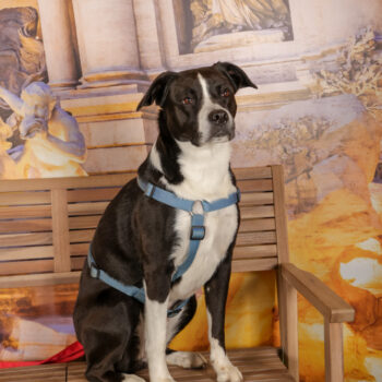 Concorso Fotografico - QuattroZampe in Fiera - Roma - Marzo 2026