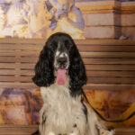 Concorso Fotografico - QuattroZampe in Fiera - Roma - Marzo 2026