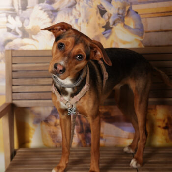 Concorso Fotografico - QuattroZampe in Fiera - Roma - Marzo 2026