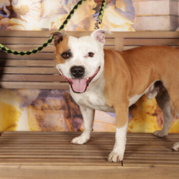 Concorso Fotografico - QuattroZampe in Fiera - Roma - Marzo 2026